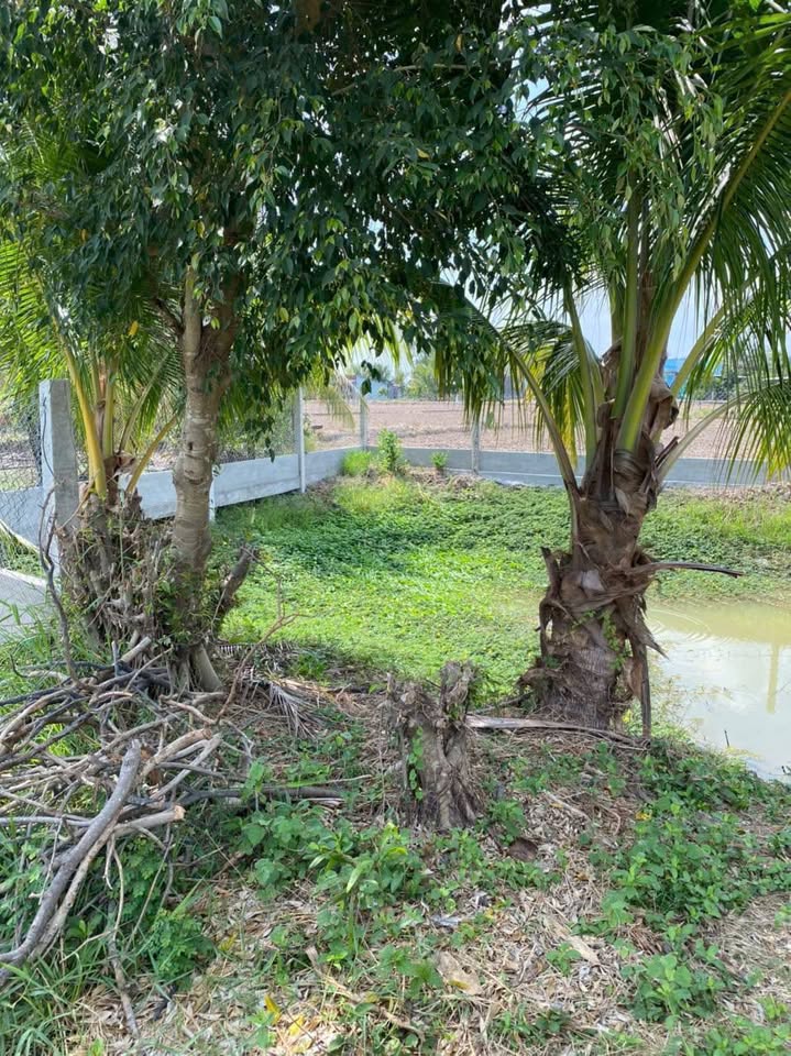 Bán đất nền tặng đất trồng lúa tại Tân Lân, Cần Đước 2