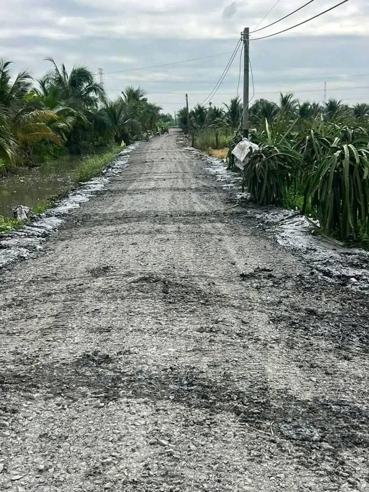 Bán đất trồng lúa xã Hoà Phú, huyện Châu Thành giá cực rẻ 2